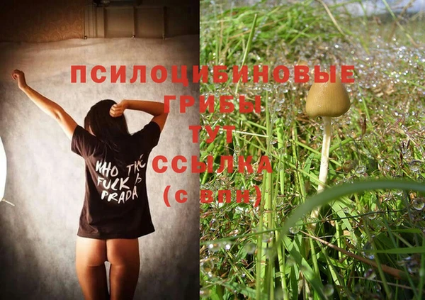 PSILOCYBIN Алзамай